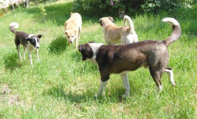 Locatarii de pe strada Dezrobirii, revoltaţi că parcul lor a fost transformat în zonă unde proprietarii de animale îşi aduc câinii la montă